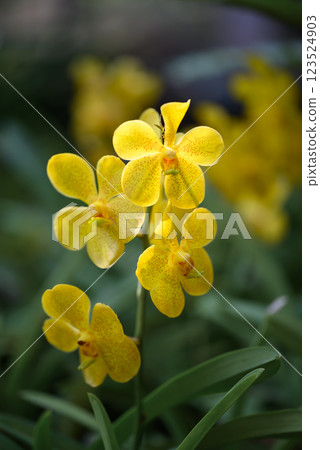 Yellow orchid flowers (Ascocentrum miniatum or Vanda miniatum) Yellow orchid flowers (Ascocentrum miniatum or Vanda miniatum) 123524903