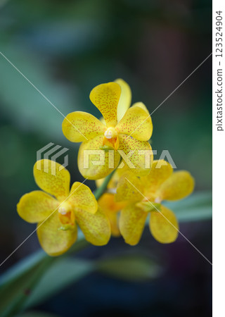 Yellow orchid flowers (Ascocentrum miniatum or Vanda miniatum) Yellow orchid flowers (Ascocentrum miniatum or Vanda miniatum) 123524904