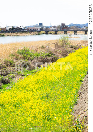 Yellow flowers blooming in Tatsuno Bridge, seen from Tatsuno Asahi Bridge over the Ibo River in Tatsuno City, Hyogo Prefecture 123525028