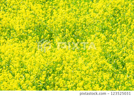 Image of a field of yellow flowers Image of a field of yellow flowers 123525031