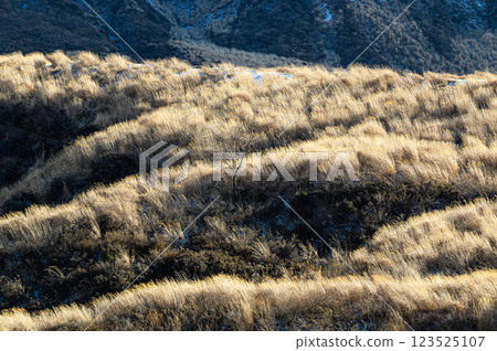 Winter grassland sparkling with frost - Winter scenery of Aso 123525107