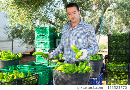 Man gardener sorting green pepper outdoors Man gardener sorting green pepper outdoors 123525770