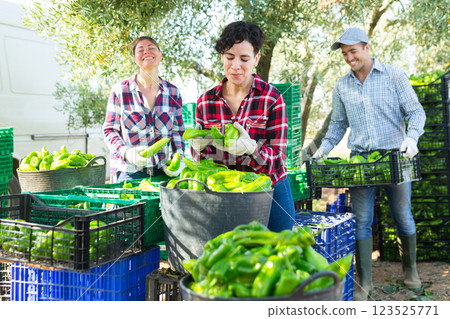 Positive farmers sorting and stacking green pepper Positive farmers sorting and stacking green pepper 123525771