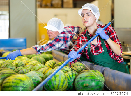 Sorting watermelons with sticks on vegetable factory conveyor Sorting watermelons with sticks on vegetable factory conveyor 123525974