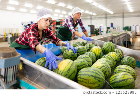 Hispanic woman working on watermelons sorting line in fruit warehouse Hispanic woman working on watermelons sorting line in fruit warehouse 123525993