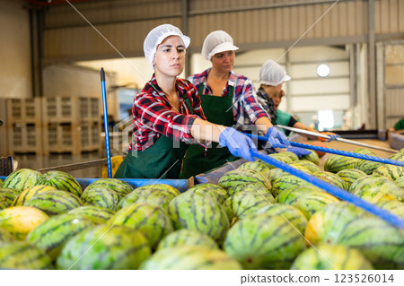 Hispanic female worker sorting watermelons in fruit factory workshop 123526014