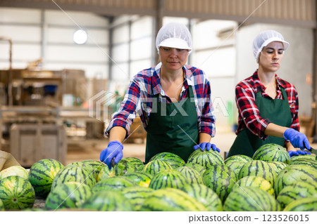 Women sorting watermelons during work day in vegetable factory 123526015