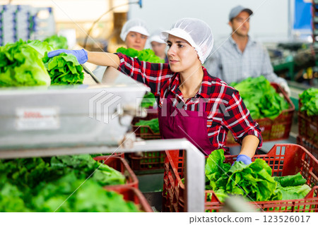 Woman sorting fresh lettuce in vegetable factory Woman sorting fresh lettuce in vegetable factory 123526017