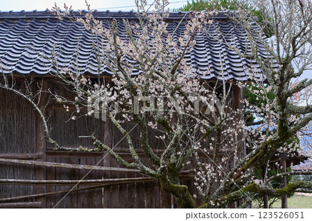 洋李和房屋 123526051