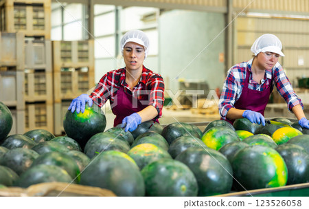 Women in uniform sorting watermelons in factory Women in uniform sorting watermelons in factory 123526058