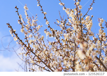 White plum shining in the blue sky 123526117