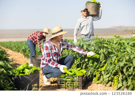 Woman picking green pepper on field 123526180