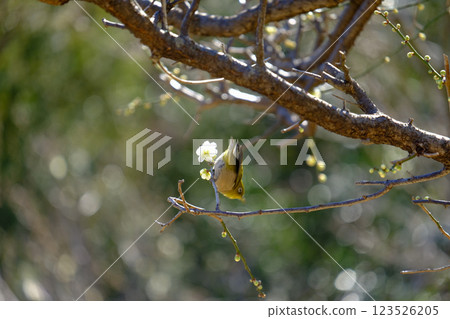 Mejiro和梅花 123526205