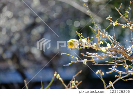 Mejiro和梅花 123526206