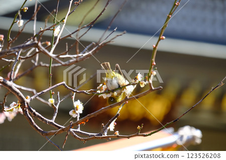 Mejiro和梅花 123526208