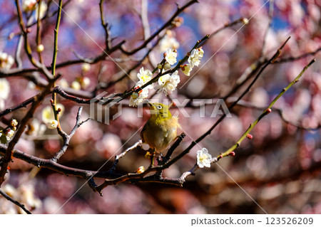 Mejiro和梅花 123526209