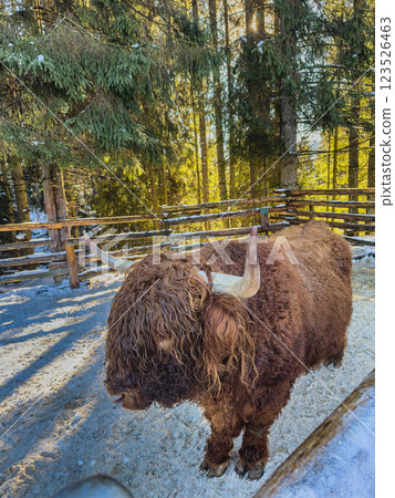 Highland cattle grazing peacefully in a snowy forest during winter 123526463