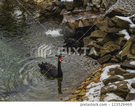 Black swans swimming in a rocky pond during winter near a water feature Black swans swimming in a rocky pond during winter near a water feature 123526469