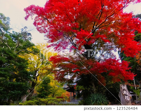 Bright red autumn leaves 123526484