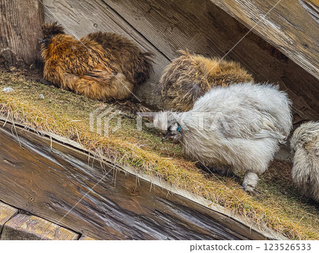 Silky chickens explore rustic wooden coop during afternoon sunlight 123526533