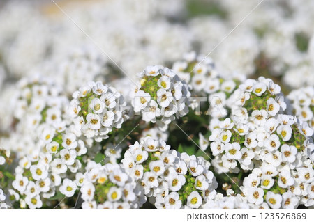 White garden shepherd's purse in full bloom (Sweet Alyssum) 123526869