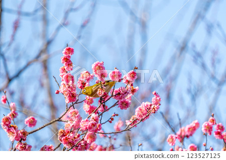White-eye that sucks the nectar of plum blossoms White-eye that sucks the nectar of plum blossoms 123527125