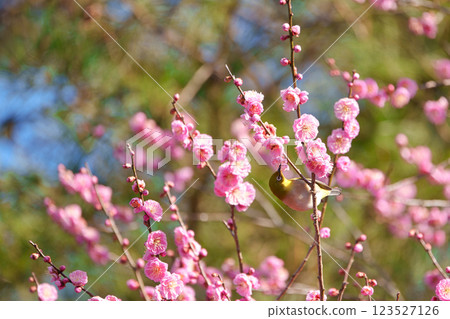 White-eye that sucks the nectar of plum blossoms White-eye that sucks the nectar of plum blossoms 123527126