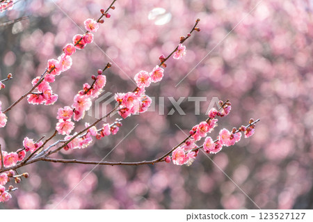 backlit plum blossom 123527127