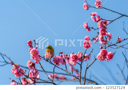 White-eye that sucks the nectar of plum blossoms White-eye that sucks the nectar of plum blossoms 123527129