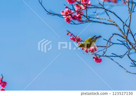White-eye that sucks the nectar of plum blossoms 123527130