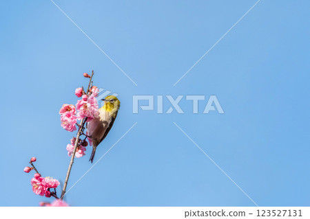 White-eye that sucks the nectar of plum blossoms White-eye that sucks the nectar of plum blossoms 123527131