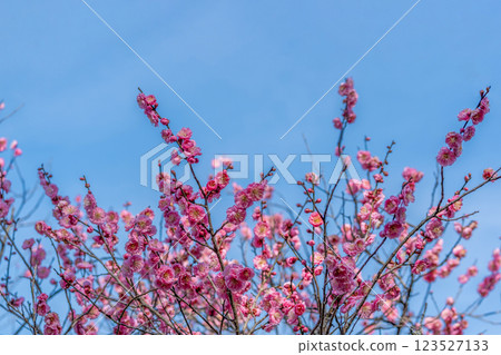 紅色李子和藍天 123527133