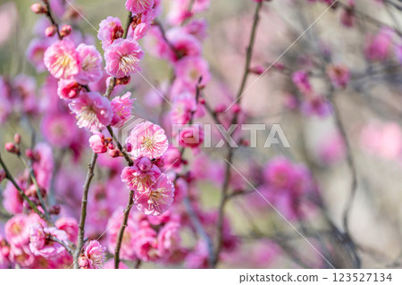 Red flower of flowers 123527134