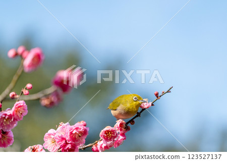 White-eye that sucks the nectar of plum blossoms 123527137