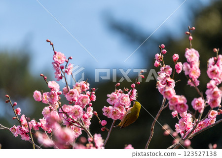 White-eye that sucks the nectar of plum blossoms White-eye that sucks the nectar of plum blossoms 123527138