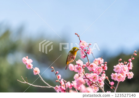 White-eye that sucks the nectar of plum blossoms White-eye that sucks the nectar of plum blossoms 123527140