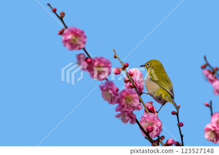 Mejiro吮吸梅花的蜂蜜 123527148