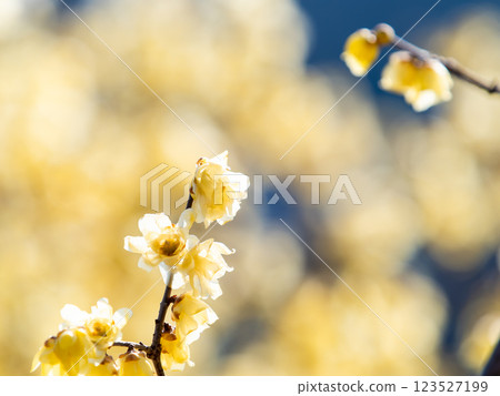 Beautiful new year flowers: Fragrant wintersweet in full bloom 123527199