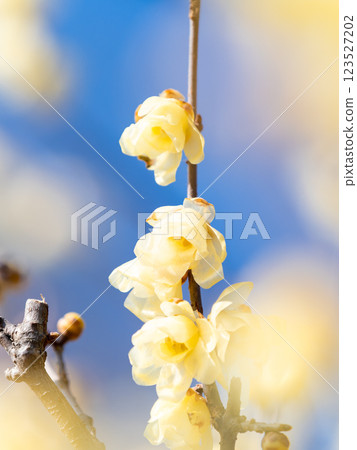 美麗的新年鮮花：盛開的芬芳蠟梅 123527202