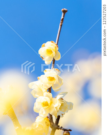 美麗的新年鮮花：盛開的芬芳蠟梅 123527203