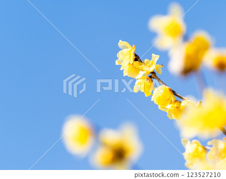 美麗的新年鮮花:盛開的芬芳蠟梅 美麗的新年鮮花:盛開的芬芳蠟梅 123527210
