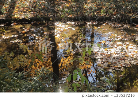 Autumn leaves reflected on the water surface Autumn leaves reflected on the water surface 123527216