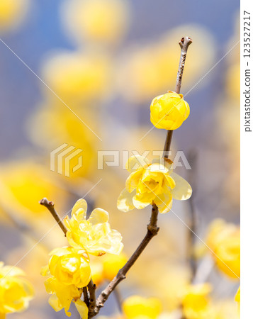 Beautiful new year flowers: Fragrant wintersweet in full bloom Beautiful new year flowers: Fragrant wintersweet in full bloom 123527217