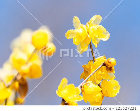 Beautiful new year flowers: Fragrant wintersweet in full bloom Beautiful new year flowers: Fragrant wintersweet in full bloom 123527221