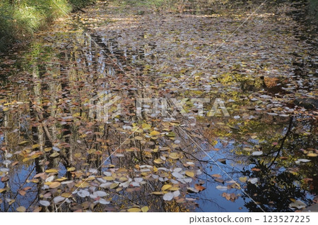秋葉映照在水面上 123527225