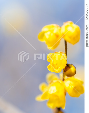 Beautiful new year flowers: Fragrant wintersweet in full bloom Beautiful new year flowers: Fragrant wintersweet in full bloom 123527226