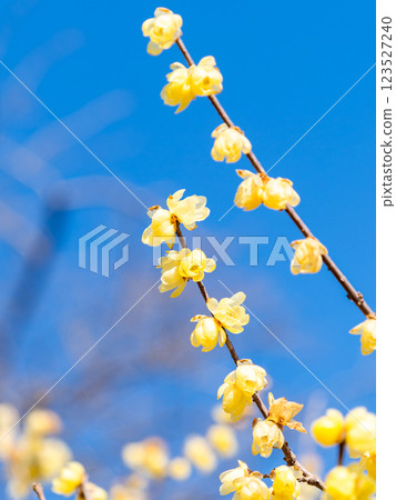 Beautiful new year flowers: Fragrant wintersweet in full bloom 123527240