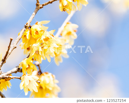 美麗的新年鮮花：盛開的芬芳蠟梅 123527254