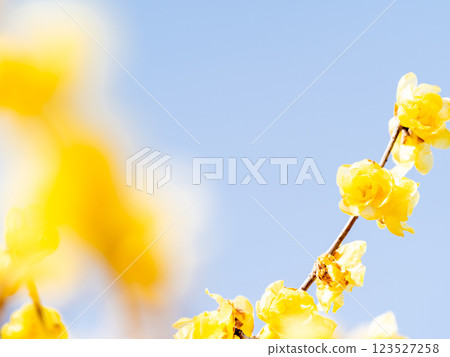 美麗的新年鮮花：盛開的芬芳蠟梅 123527258