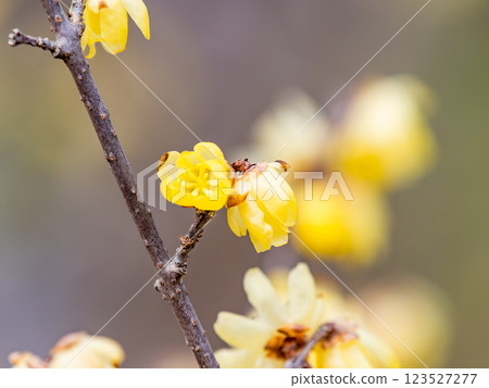 Beautiful new year flowers: Fragrant wintersweet in full bloom 123527277